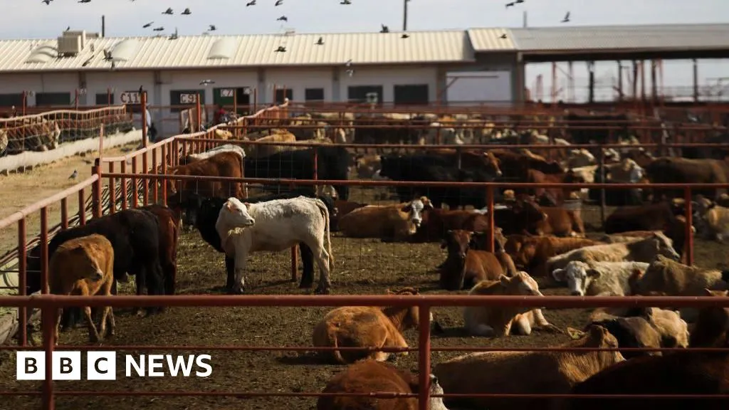 Canada bans Texas cattle over flesh-eating screwworm outbreak in US