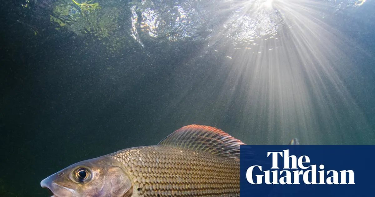 Fisher with a mission: first woman to chair Grayling Society wants to protect ‘lady of the stream’