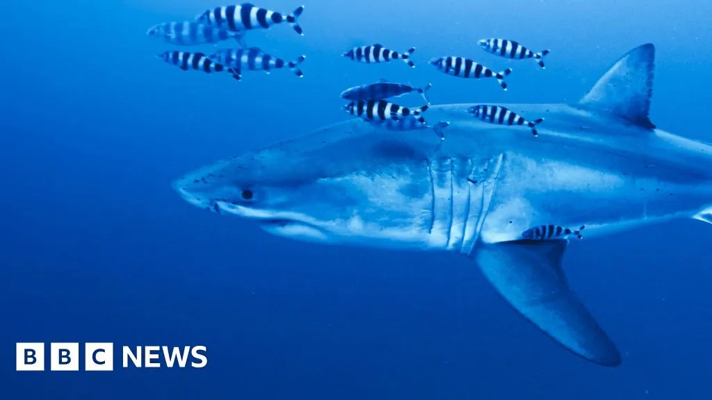 Rare footage captured of Great White shark in Mediterranean Sea