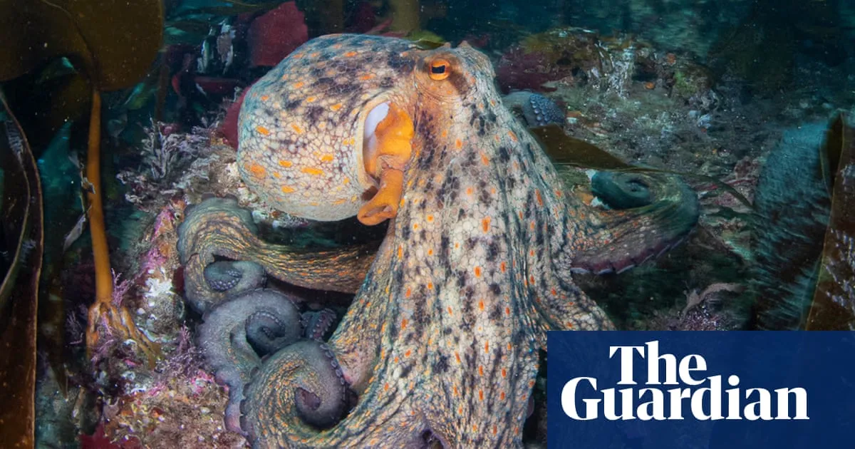 Octopus surge spreads up UK coast as far as Scotland, study finds