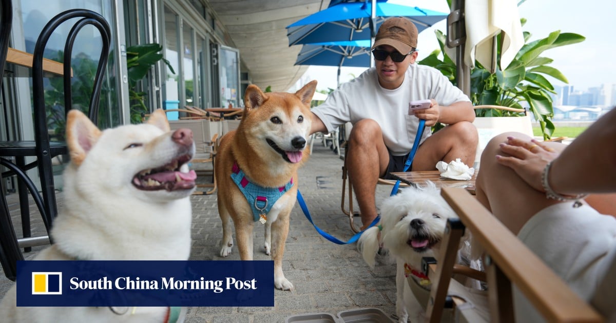 ‘Overwhelming’: Hong Kong’s dog-friendly restaurant scheme twice oversubscribed