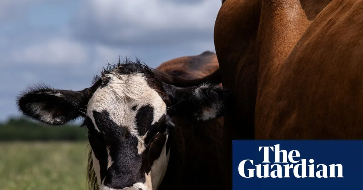US confirms three new cases of flesh-eating screwworm in livestock