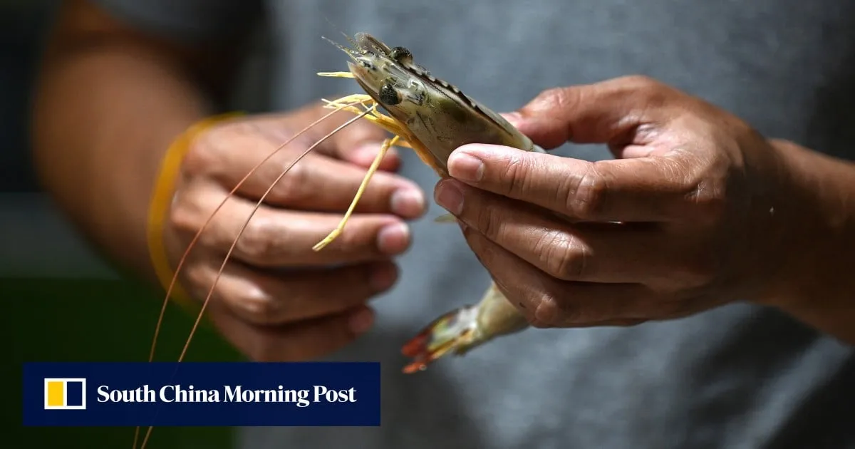 Malaysia’s import ban pushes Thai shrimp industry to brink