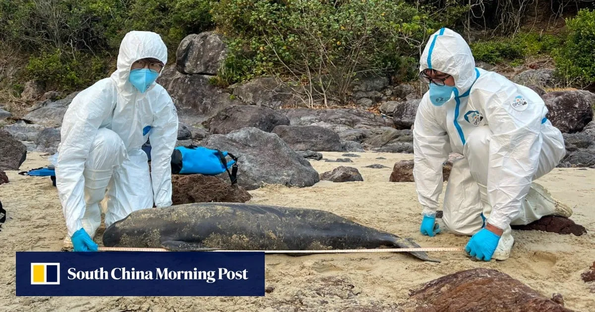 Human activity linked to 4 of 29 cetacean deaths in Hong Kong waters: report
