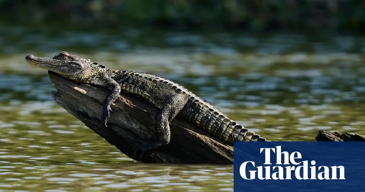 Man attacked by alligator in swamp while fleeing police in Louisiana