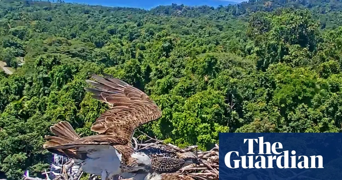 ‘Osprey cam’ streams life of nesting seabirds perched at tip of 55 metre-long Queensland rainforest canopy crane