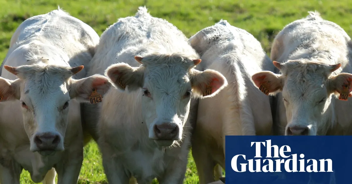 Cattle in England to get tuberculosis vaccine from 2030 as badger cull to end
