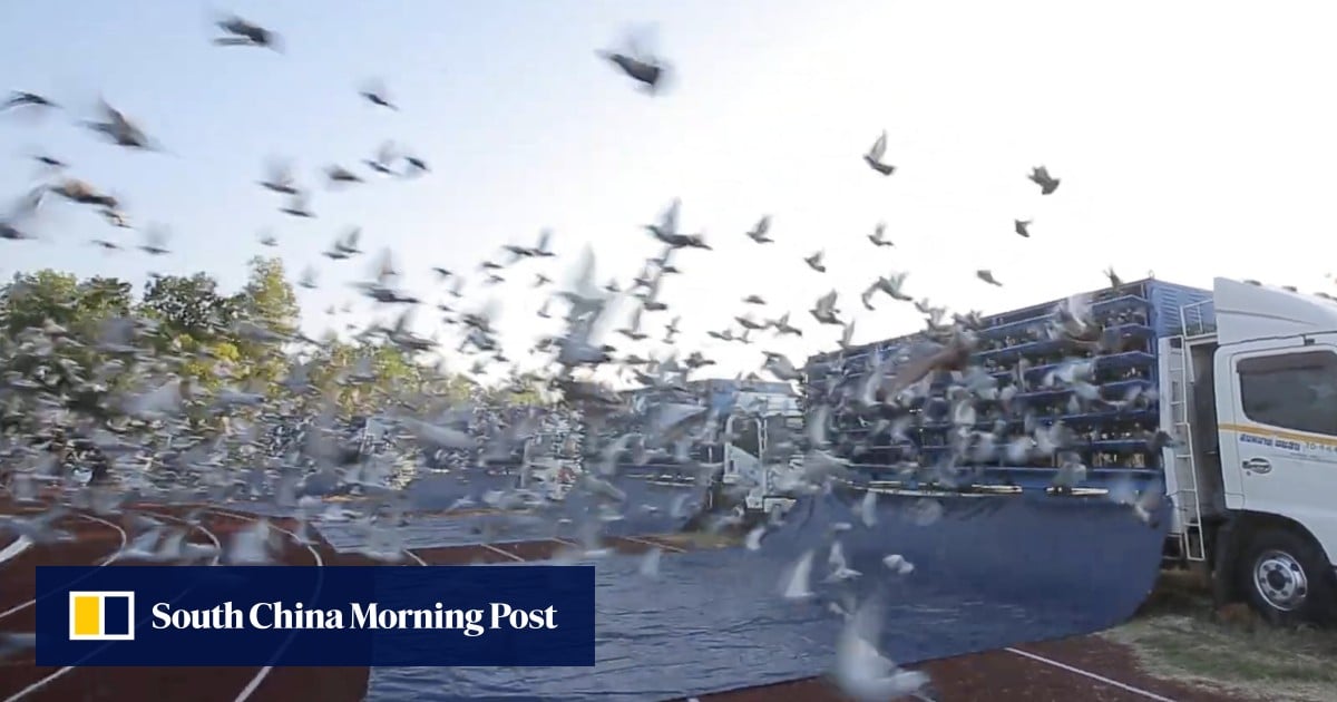 Feathered fortunes: inside Asia’s richest pigeon race