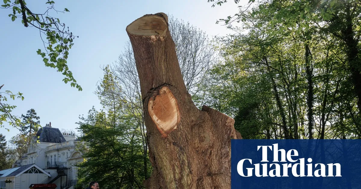 Toby Carvery to pay for orchard planting after causing outrage by felling 500-year-old oak