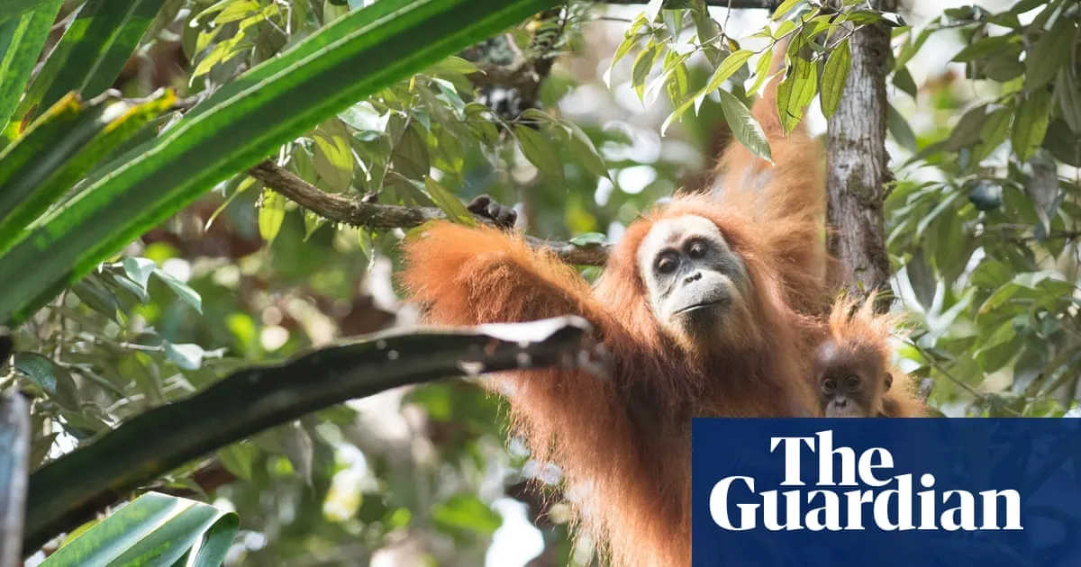 Four days of extreme rain in Indonesia killed 7% of world’s rarest great apes, study finds