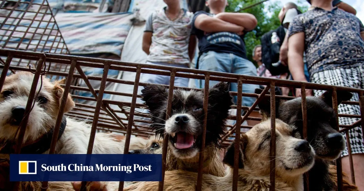 ‘Dirty business’: China dog slaughterhouse shuts down ahead of controversial Yulin festival