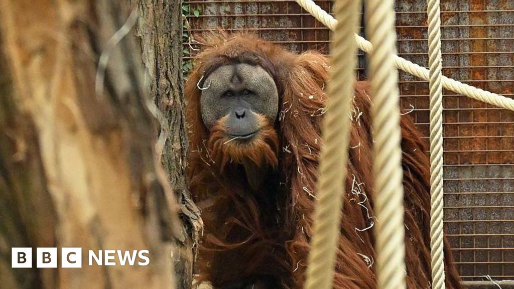 Four days of extreme rain killed 7% of world's rarest orangutans, study says