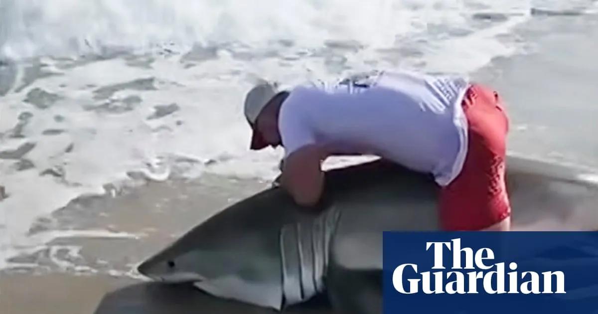 Video shows angler freeing great white shark after surprise catch at Nantucket