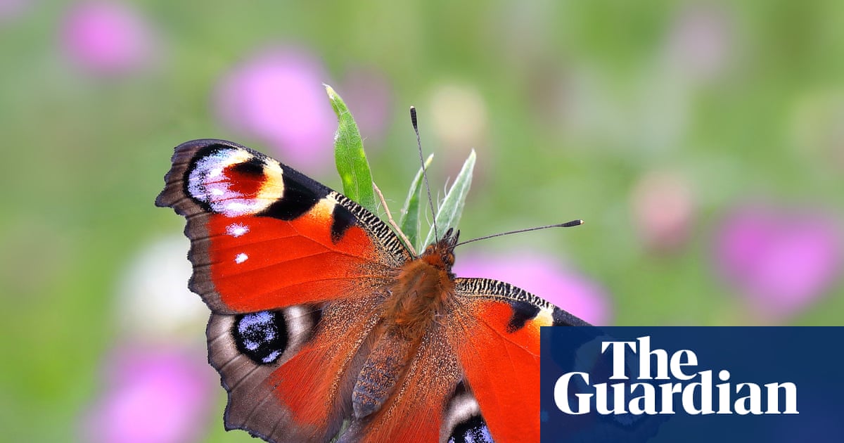 Britain’s favourite butterfly revealed – and it’s a familiar backyard beauty