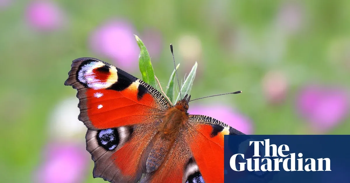 Britain’s favourite butterfly revealed – and it’s a familiar backyard beauty