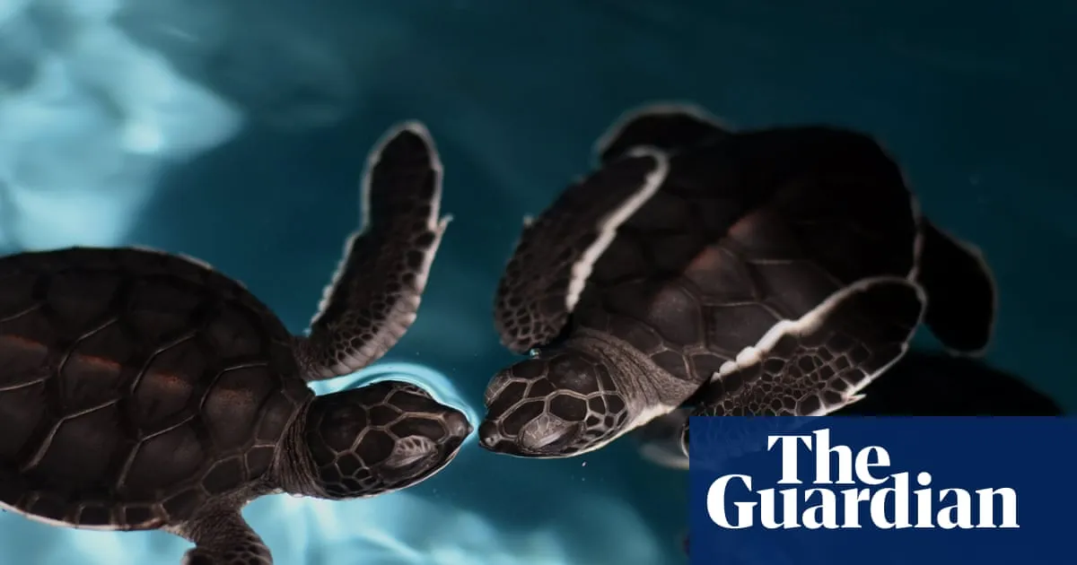 ‘Spy turtles’ and ‘spy fish’ being used to monitor Chinese waters, Beijing claims