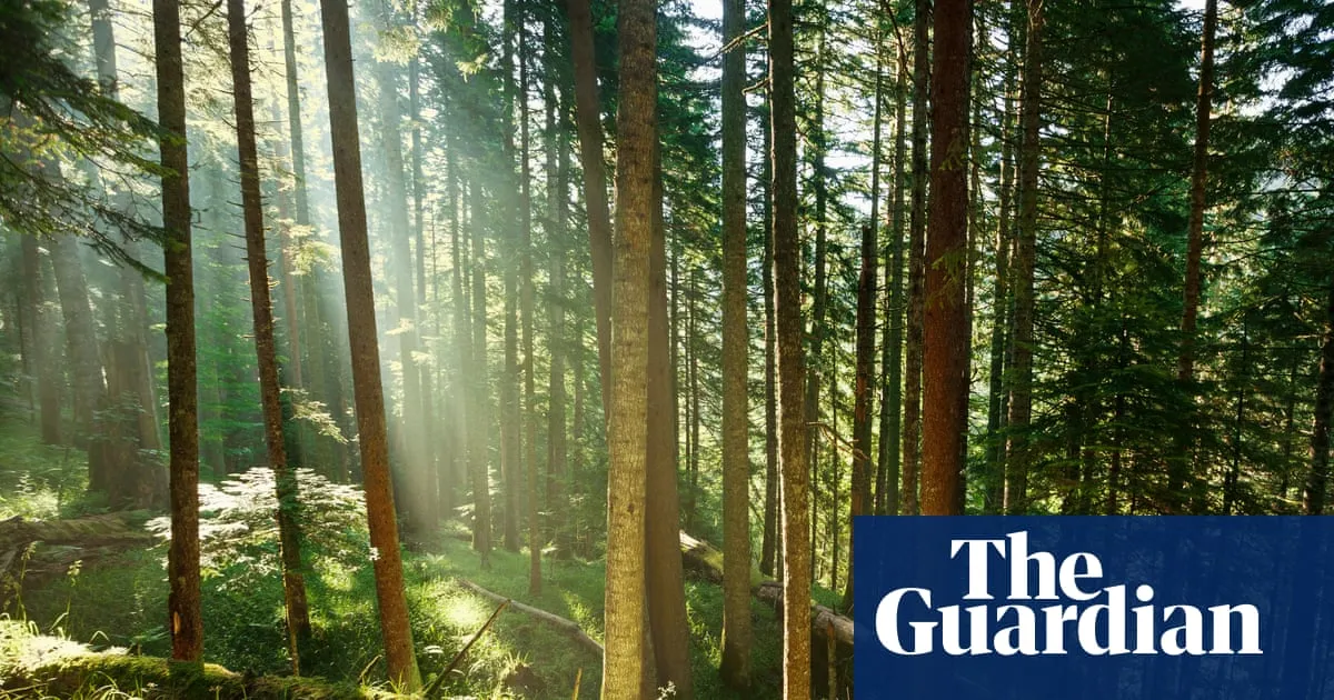 Trees may store less planet-heating carbon than hoped, study suggests