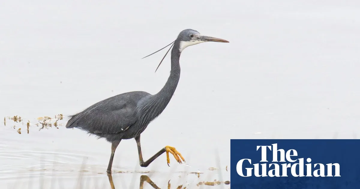 Tropical heron spotted in UK for first time as more exotic birds arrive to thrill birdwatchers