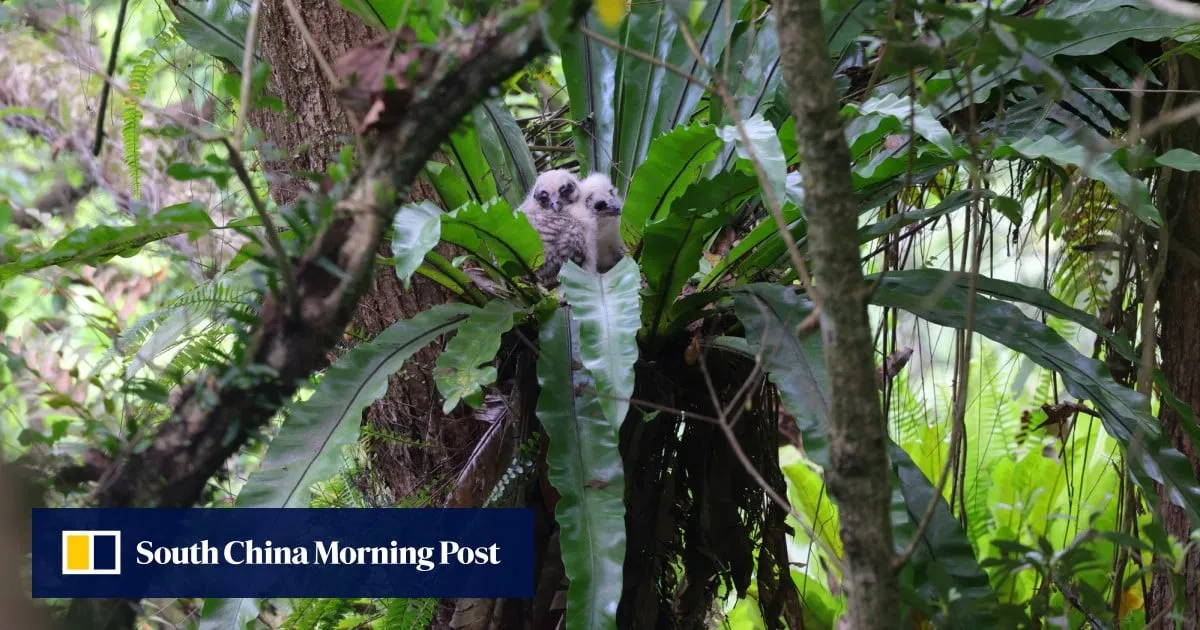 2 rare owl chicks fledge in Hong Kong breeding success