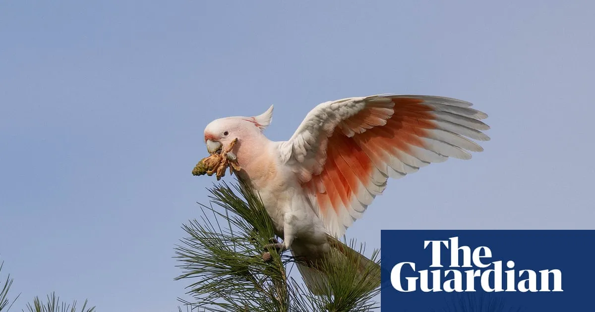 ‘Flamin’ cockatoos’ have lost much of their habitat to bushfires. Can the species survive?