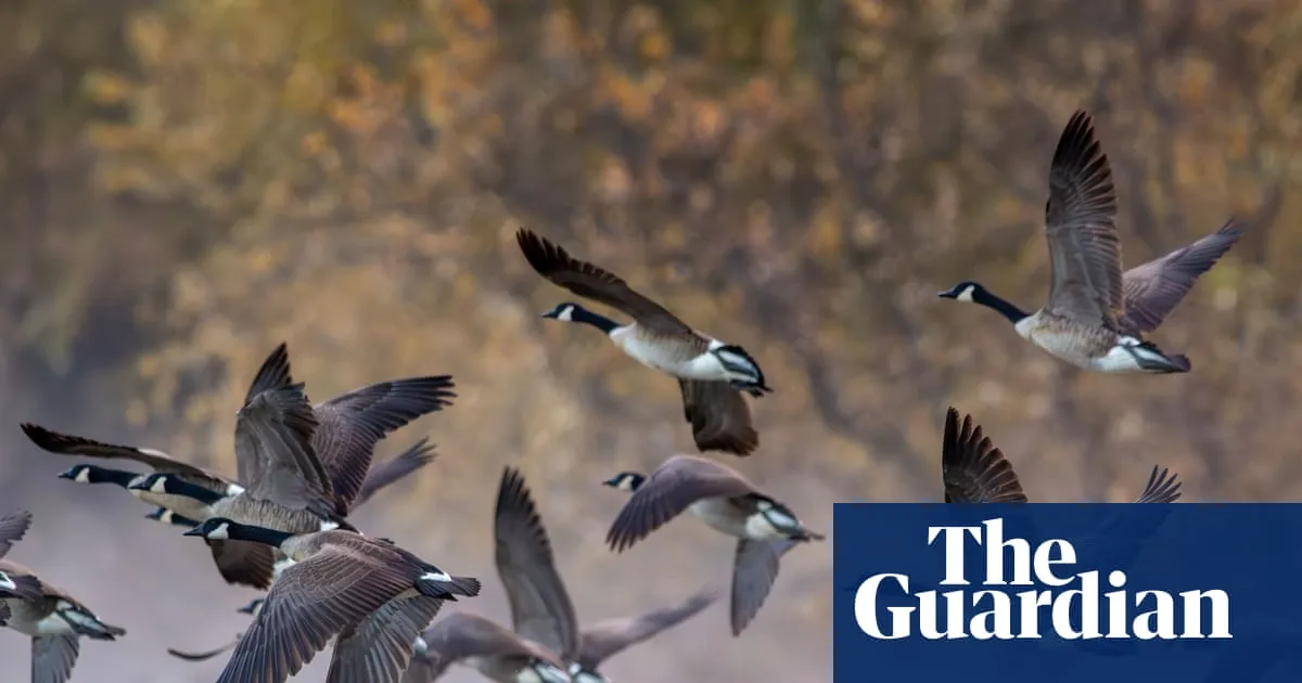 Protesters seek to stop plan to cull hundreds of geese in Alabama