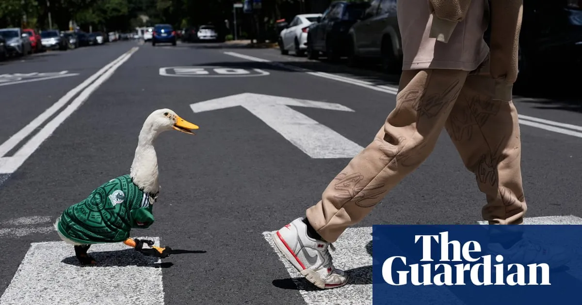 Duck, duck, goal: bird dressed in Mexico’s World Cup jersey scores on social media