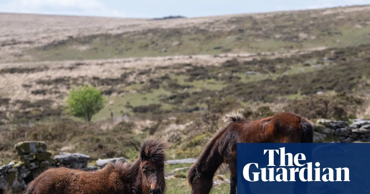 Natural England and MPs call for rule change to stop Dartmoor pony cull