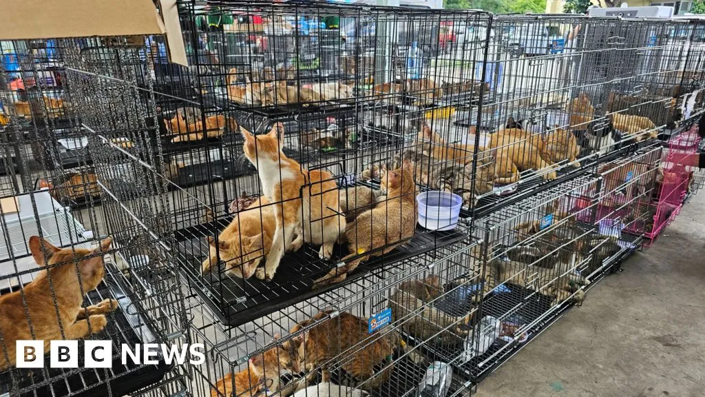 Hundreds of cats stolen for food in Vietnam rescued by police, welfare group says