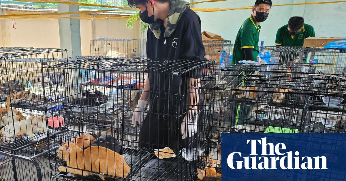 Vietnam police rescue hundreds of cats stolen for meat by animal crime ring