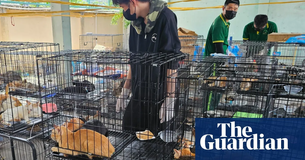 Vietnam police rescue hundreds of cats stolen for meat by animal crime ring