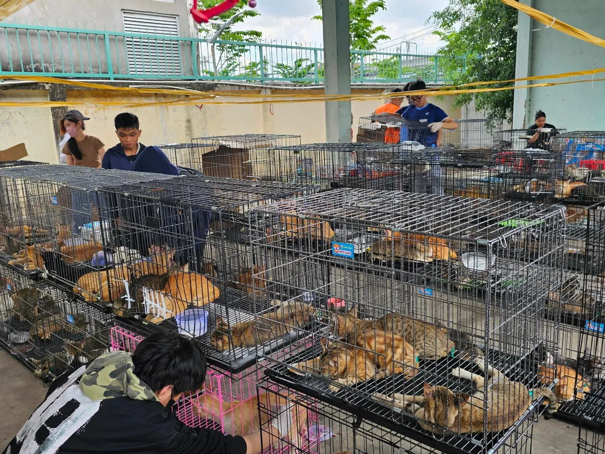 Vietnam police rescue more than 400 cats from animal theft crime ring