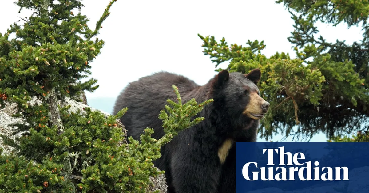 Teen injured by black bear while hiking in Washington state park