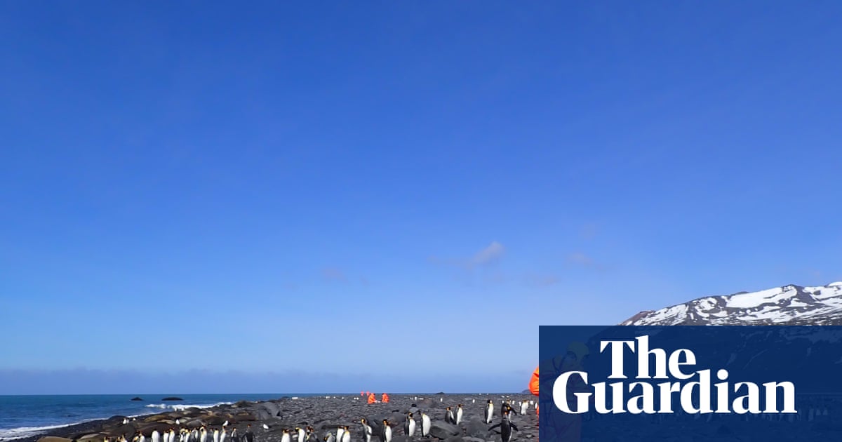 More than 13,000 seal pups die on remote Australian island amid bird flu outbreak