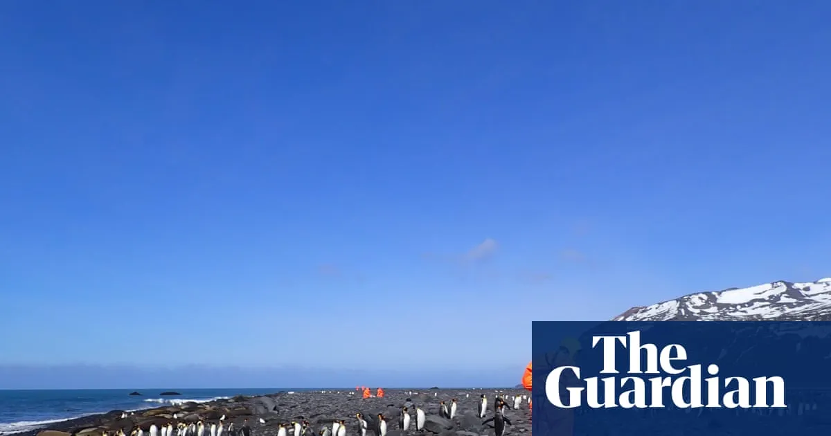 More than 13,000 seal pups die on remote Australian island amid bird flu outbreak