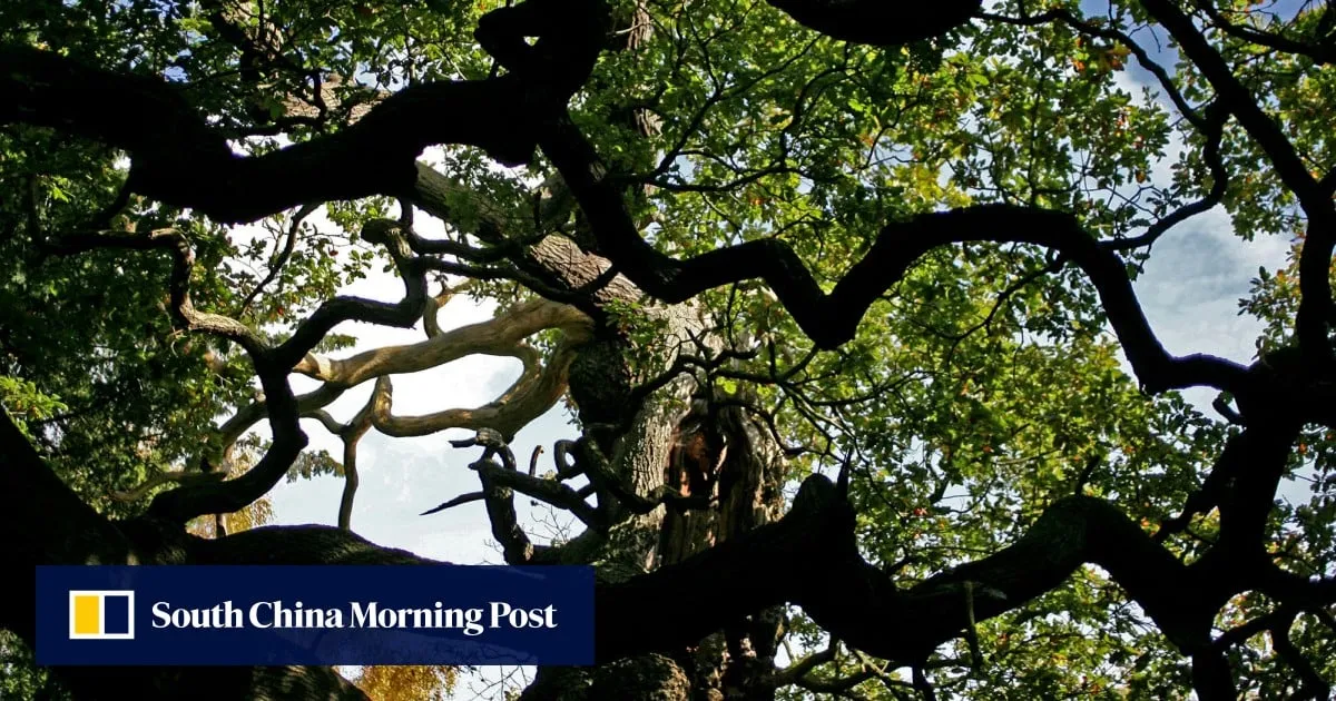 1,200-year-old Sherwood Forest tree, linked to Robin Hood legend, is dead