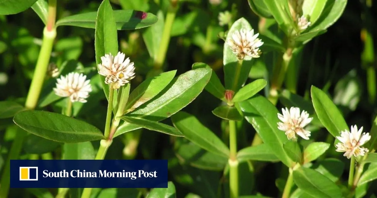Japan struggles to weed out plant threatening agriculture, ecosystems