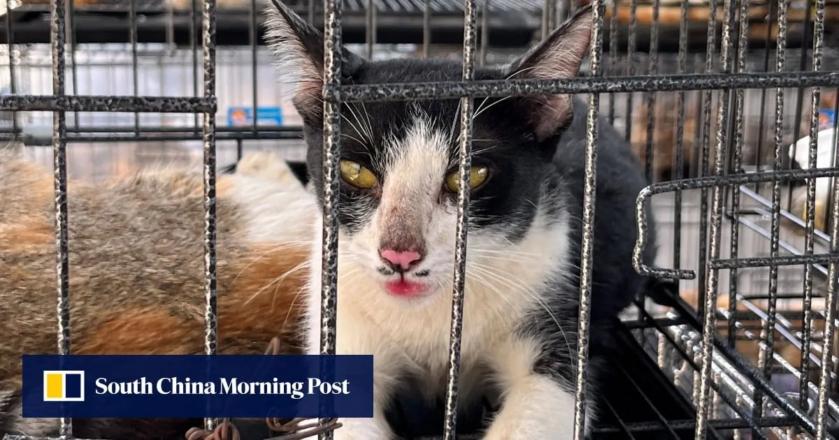 Cats rescued from slaughter in Vietnam spotlight enduring pet meat trade