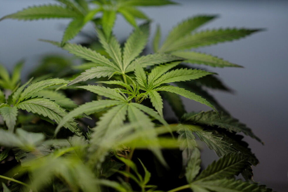 Supreme Court sides with a Texas man who says it’s not a crime for marijuana users to have guns