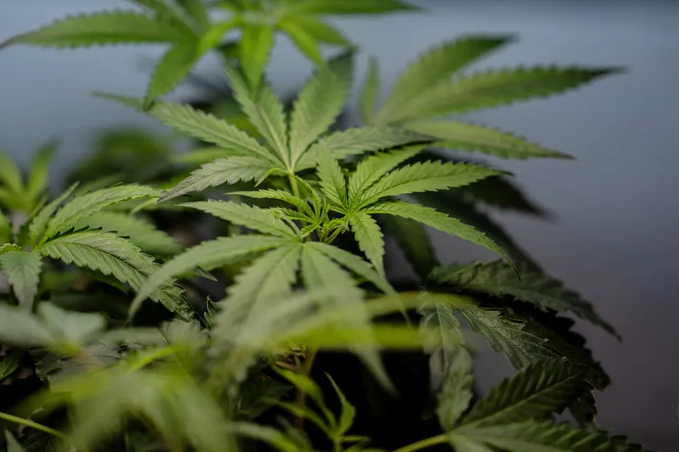Supreme Court sides with a Texas man who says it’s not a crime for marijuana users to have guns