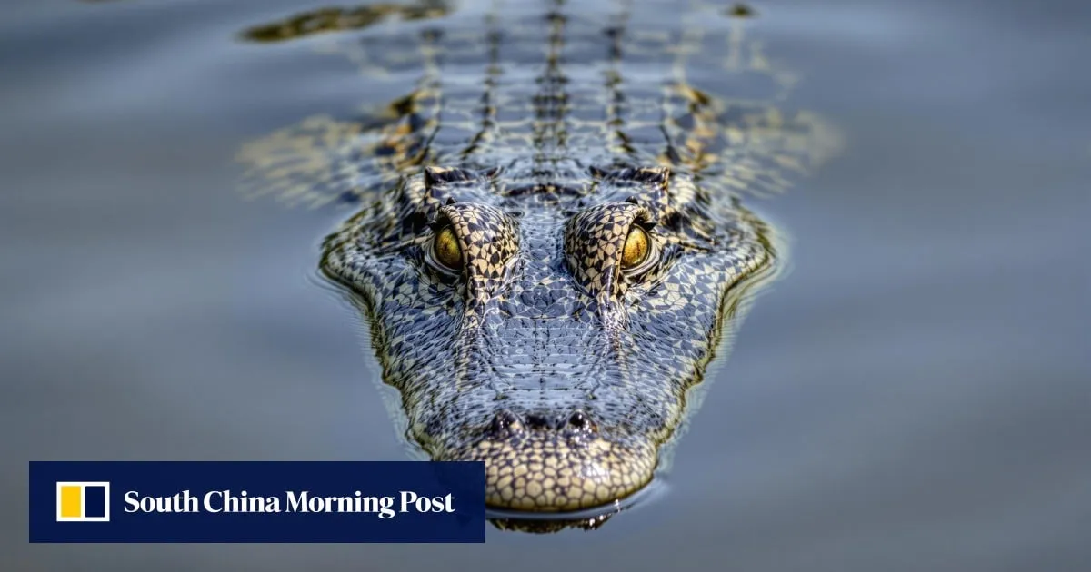 Man arrested for attempted murder after toddler ends up in crocodile enclosure at UK zoo