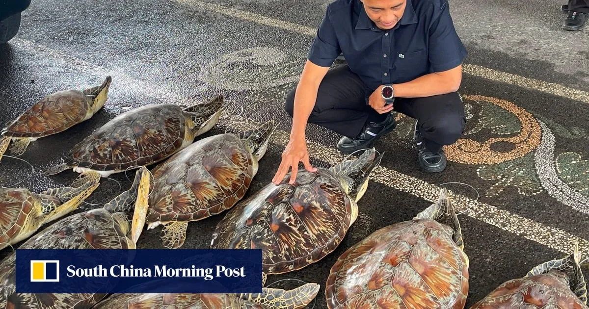 Indonesian police foil turtle-smuggling ring in Bali, rescue 21 live animals