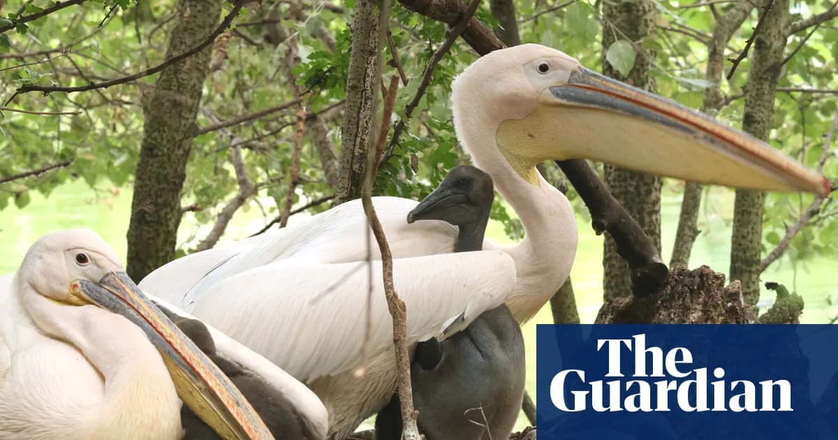 First pelicans in 360 years hatch in St James’s Park London
