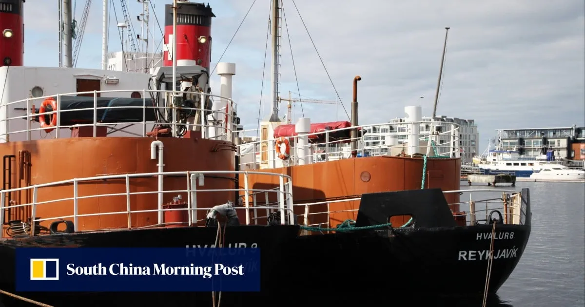Iceland resumes whale hunt amid protest