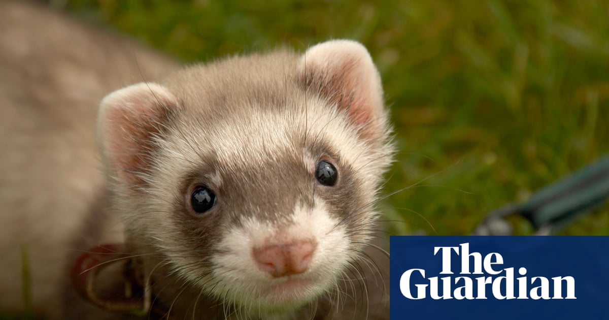 Therapy ferrets used to kill rats at UK’s largest children’s prison