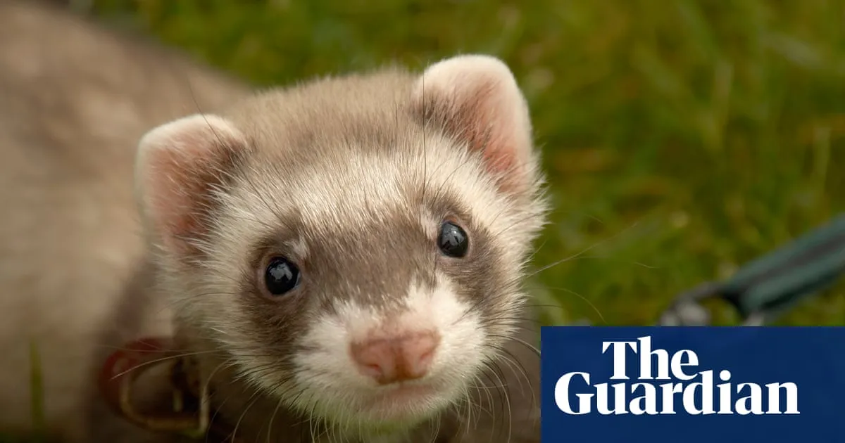 Therapy ferrets used to kill rats at UK’s largest children’s prison