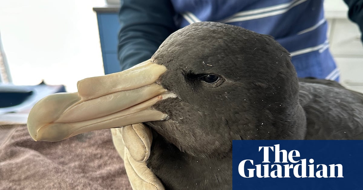 Western Australian poultry farms locked down after H5N1 bird flu discovered in wild birds