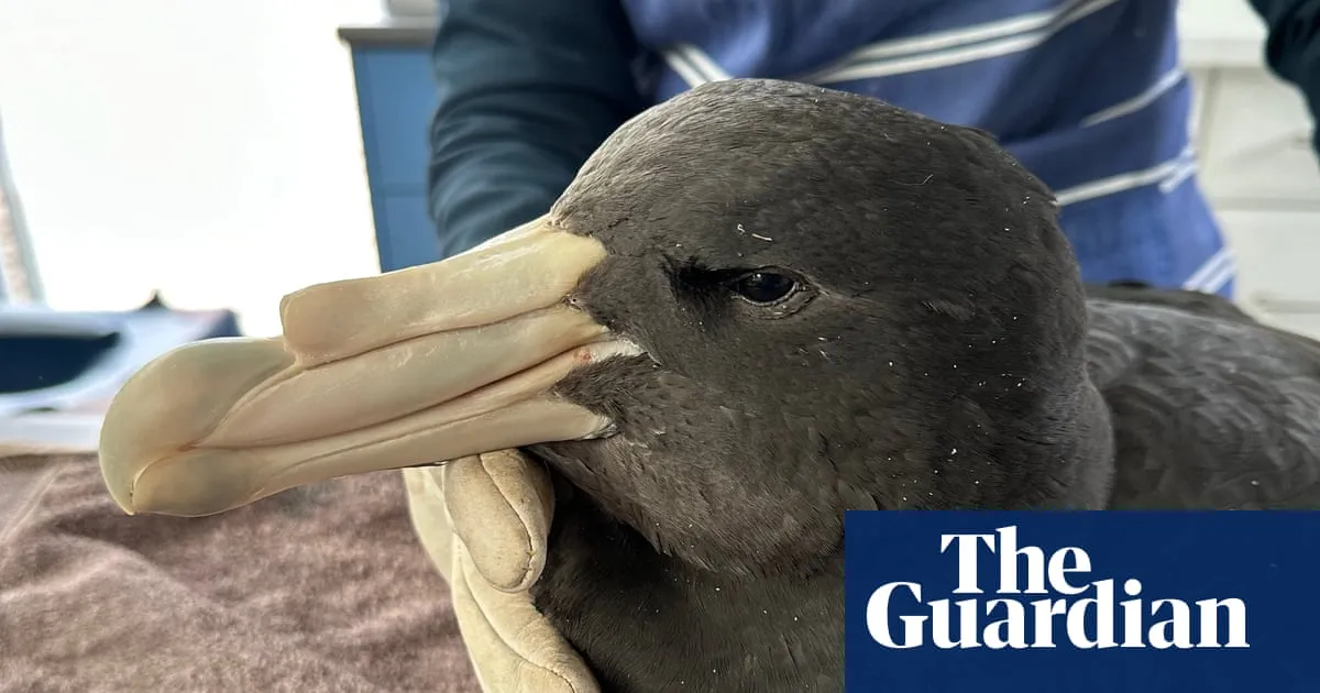 Western Australian poultry farms locked down after H5N1 bird flu discovered in wild birds