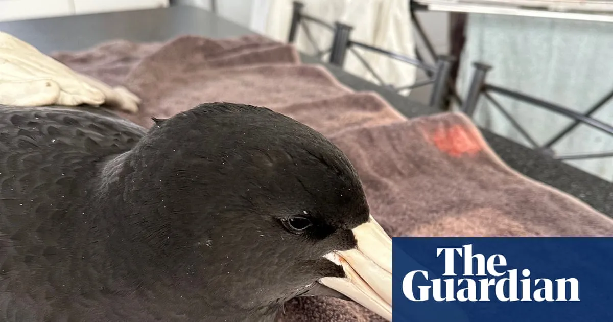 Brown skuas and giant petrels rarely make landfall. When they were found in WA, scientists feared ‘bad news’ for wildlife