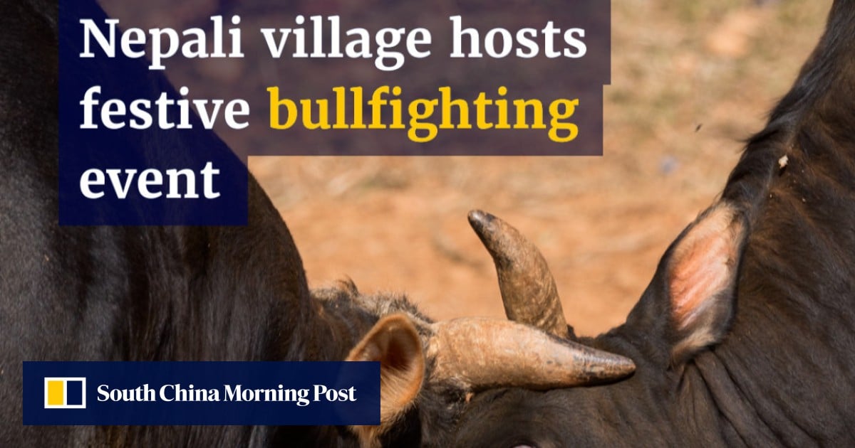 Nepali villagers gather for annual bullfighting event during Hindu harvest festival