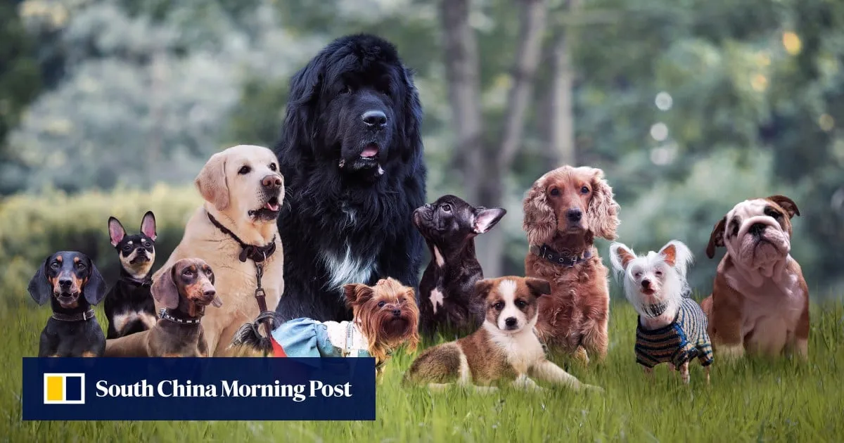 New China dog rental trend draws warnings of animal stress from frequent handler changes